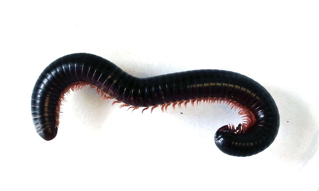 Представитель Семейства Odontopygidae
